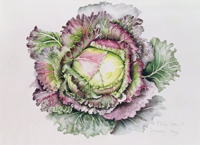 January King Cabbage by Alison Cooper